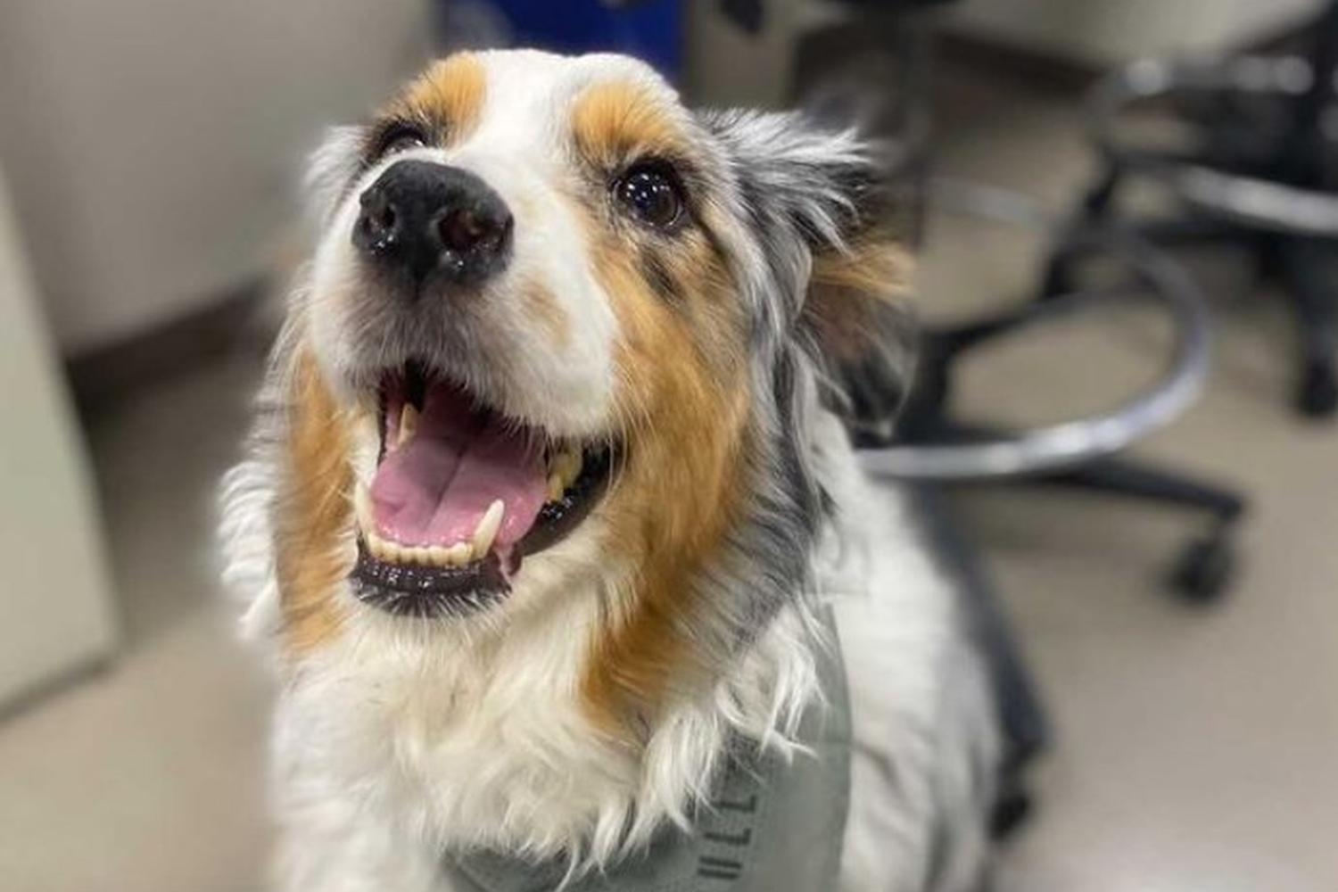 BluePearl Specialty + Emergency Pet Hospital 1