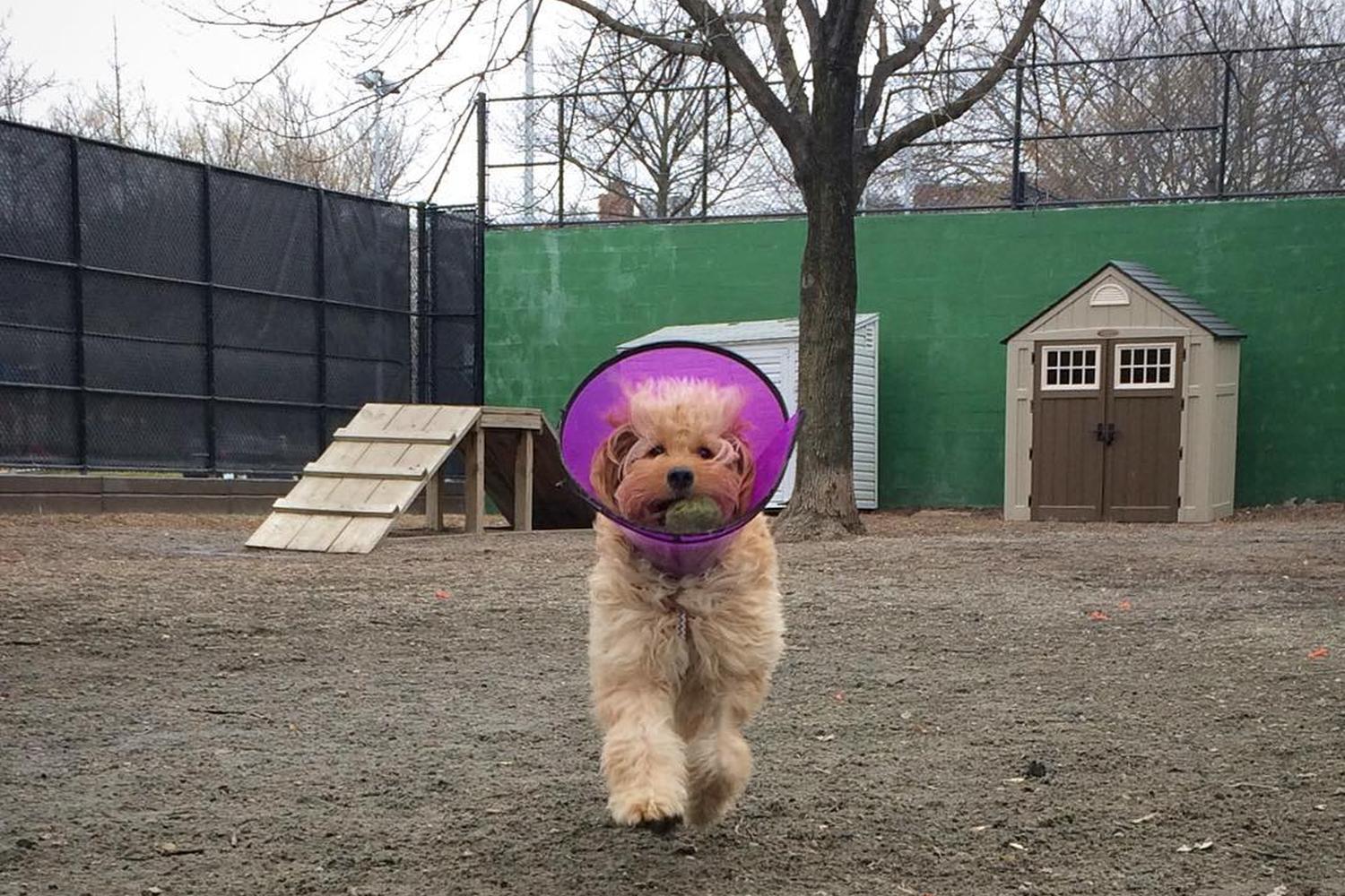 Towers Dog Park 2
