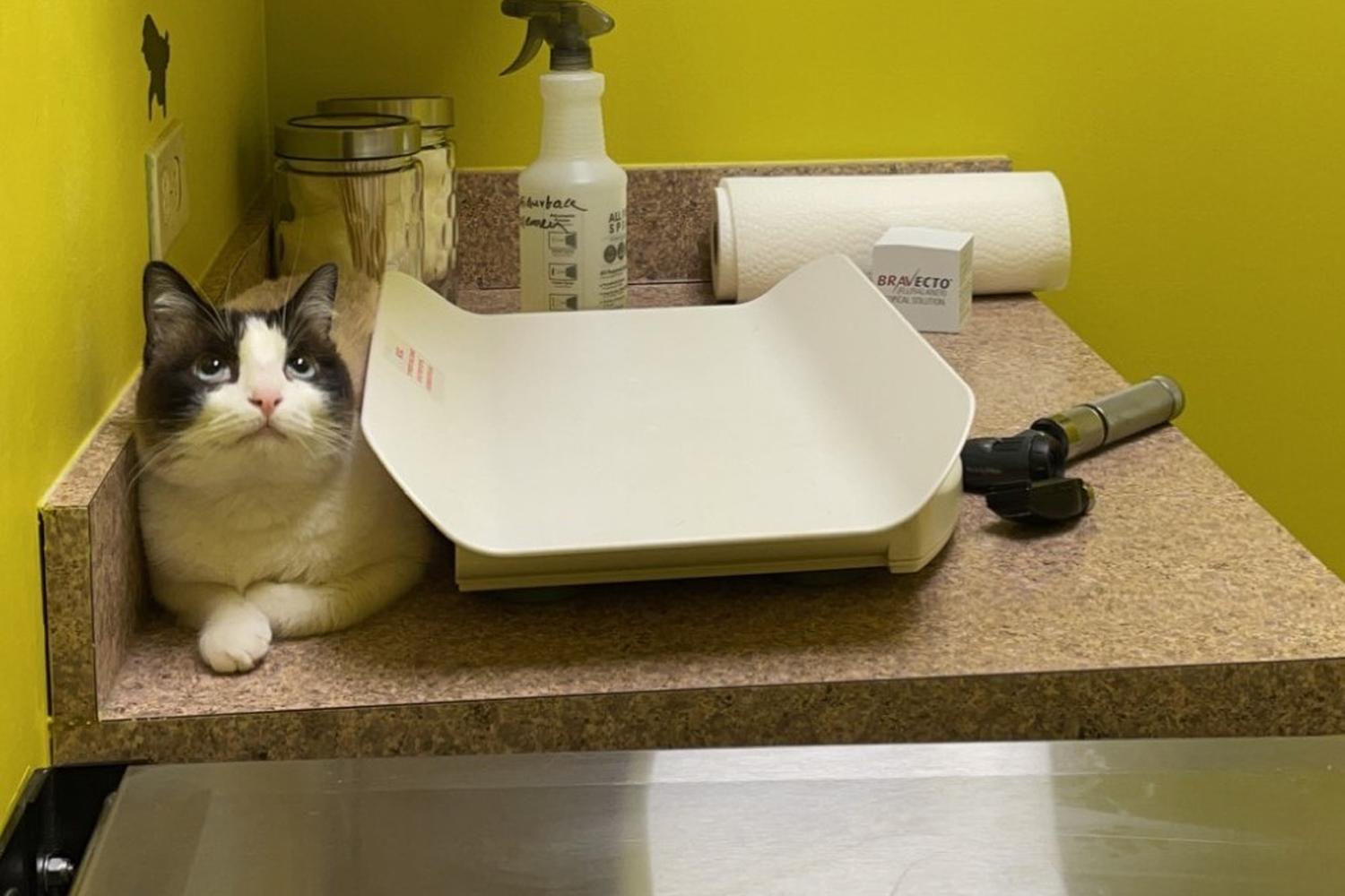 Sunshine Pet Hospital 5