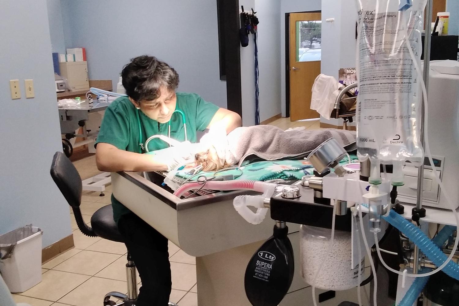 Sunshine Pet Hospital 1