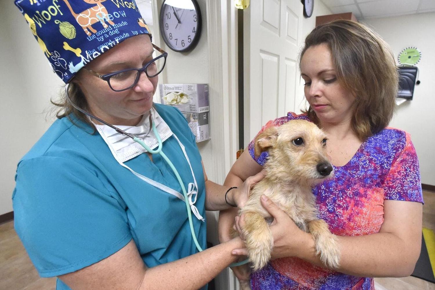 Snippet Low-Cost Veterinary Clinic LLC 1