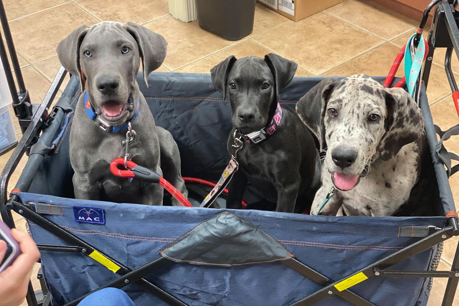 Snippet Low-Cost Veterinary Clinic LLC 0