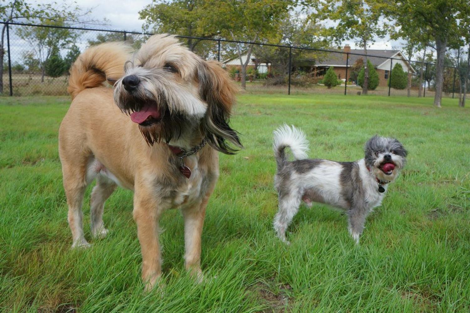 Pet Paradise Dog Park 5