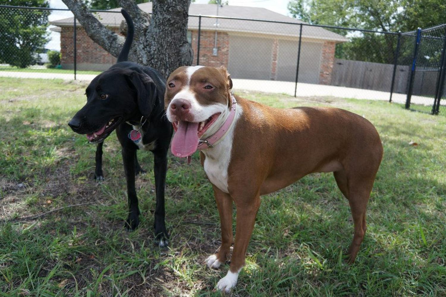 Pet Paradise Dog Park 2