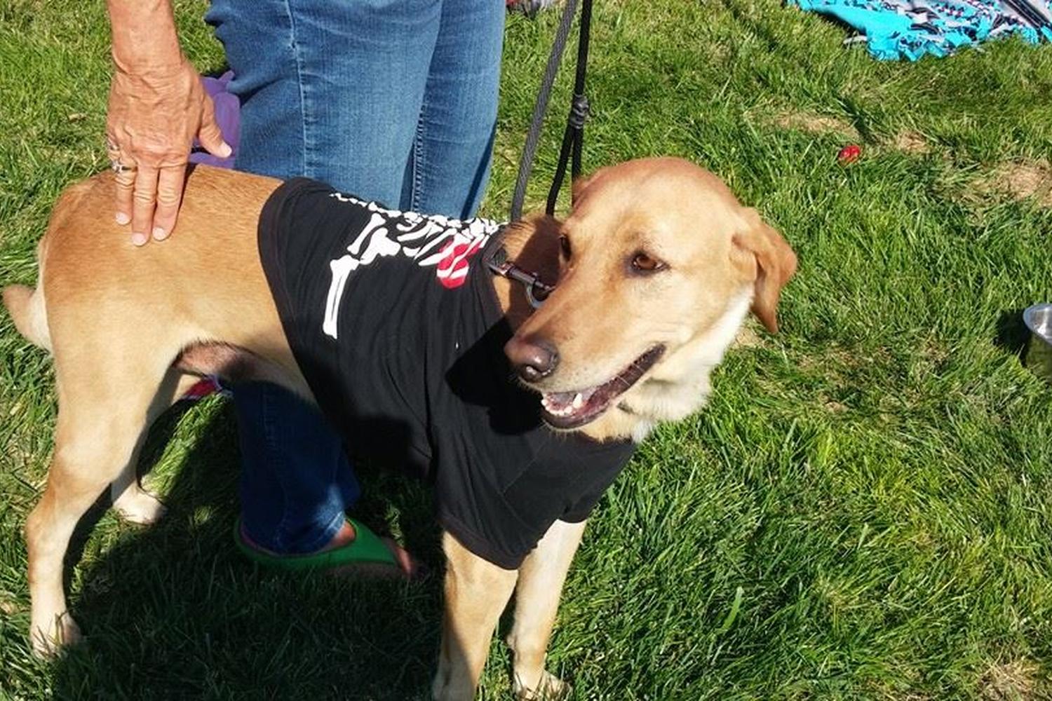 Salina Animal Shelter's Dog Park 6