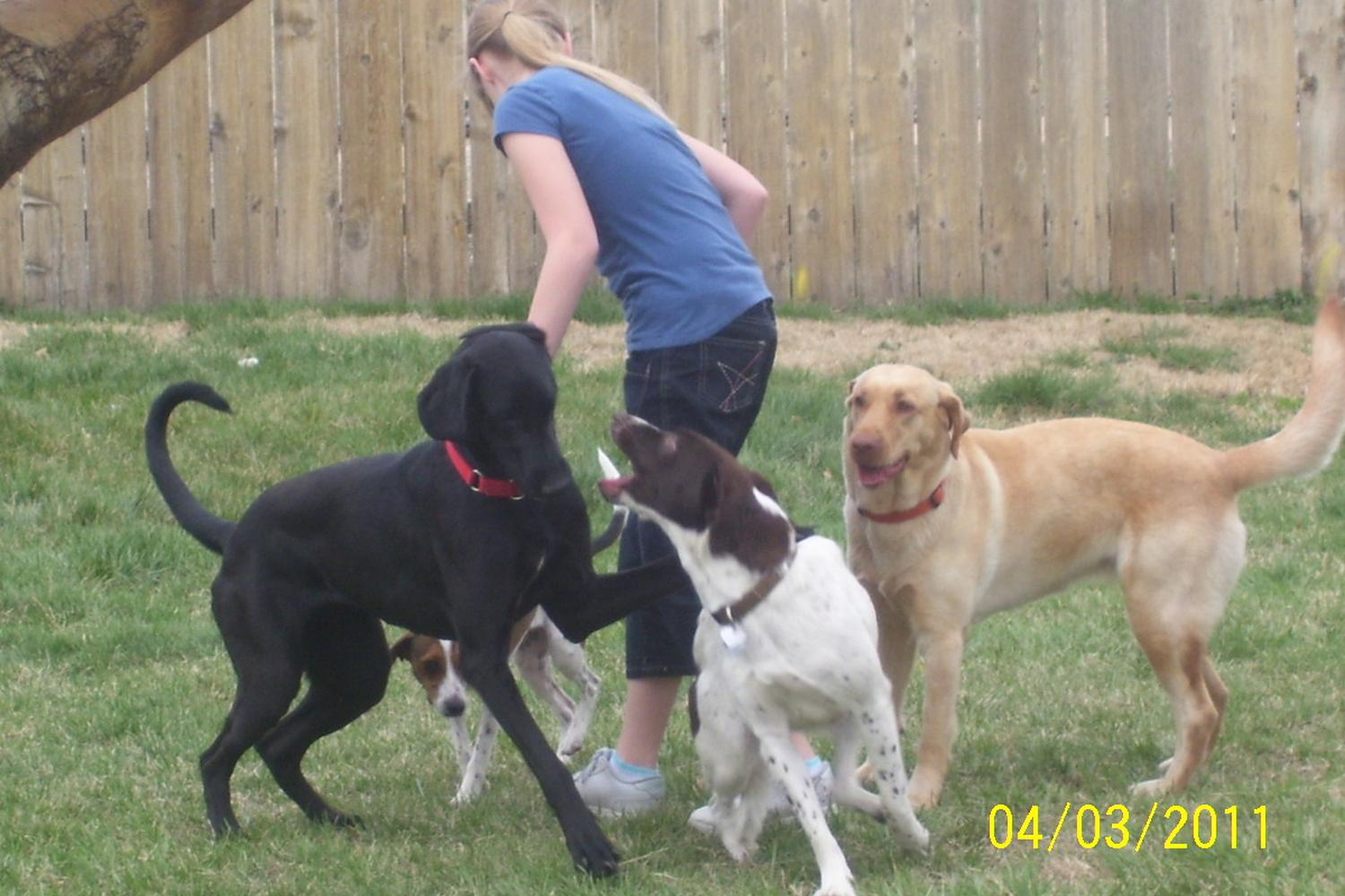 Salina Animal Shelter's Dog Park 0