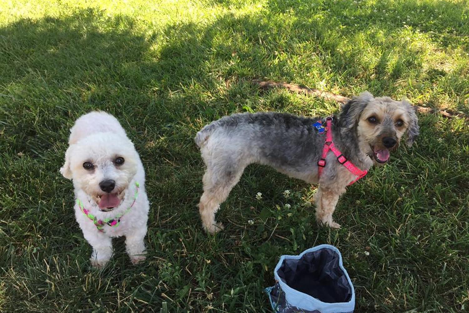 Salina Animal Shelter's Dog Park 7