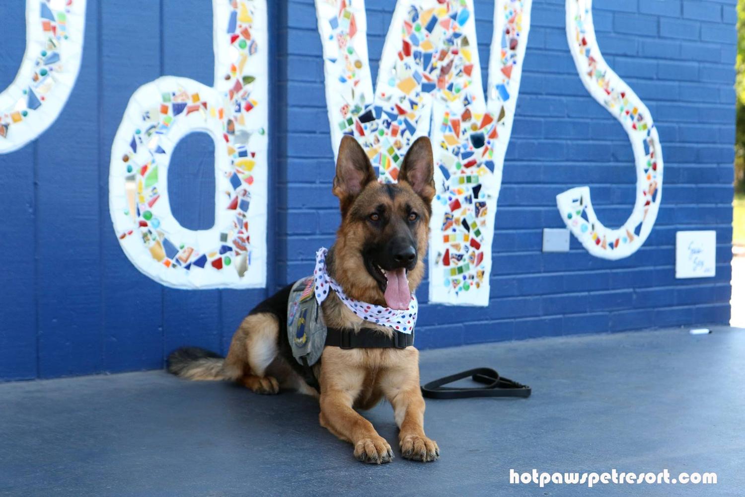Hot Paws Pet Spa & Resort 3