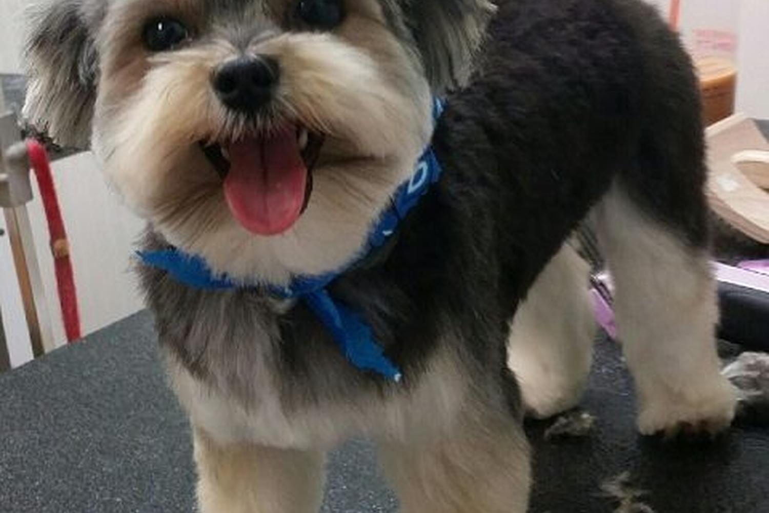 A Pet Spa Grooming 0