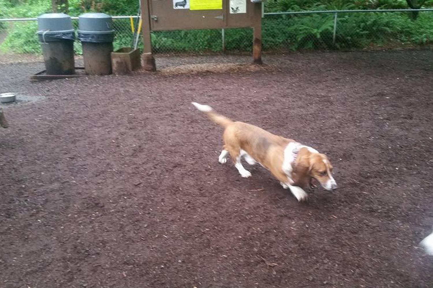 North Acres Dog Park 5