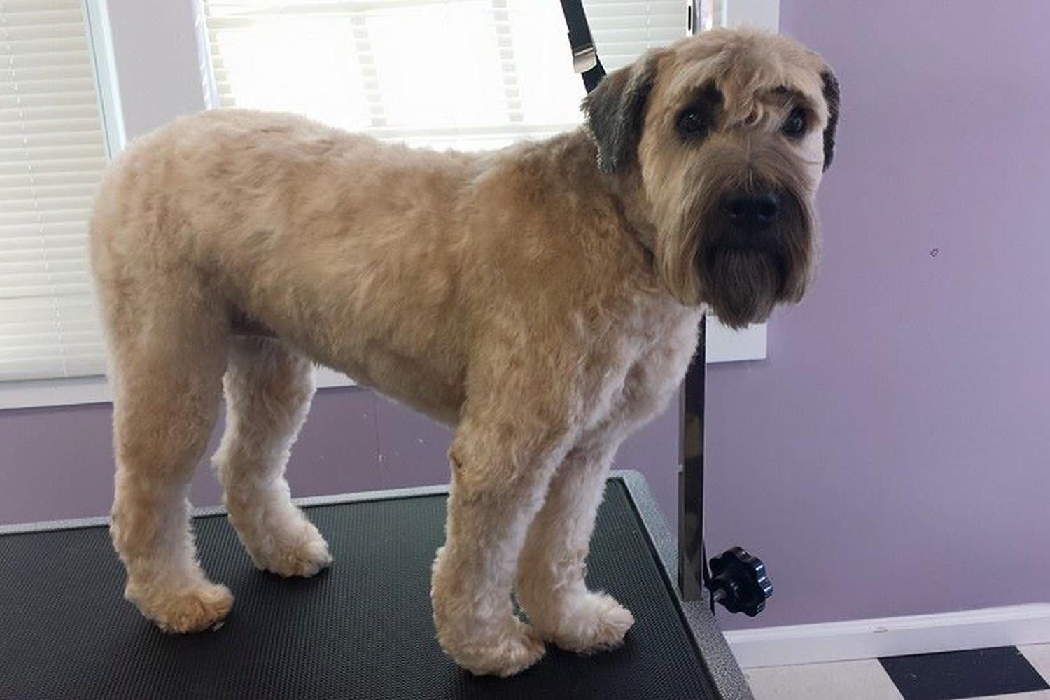 Countryside Pet Grooming 2
