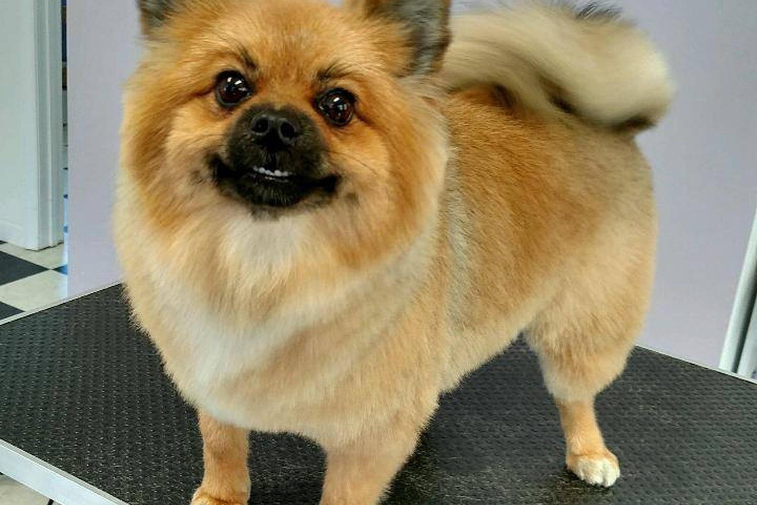 Countryside Pet Grooming 3