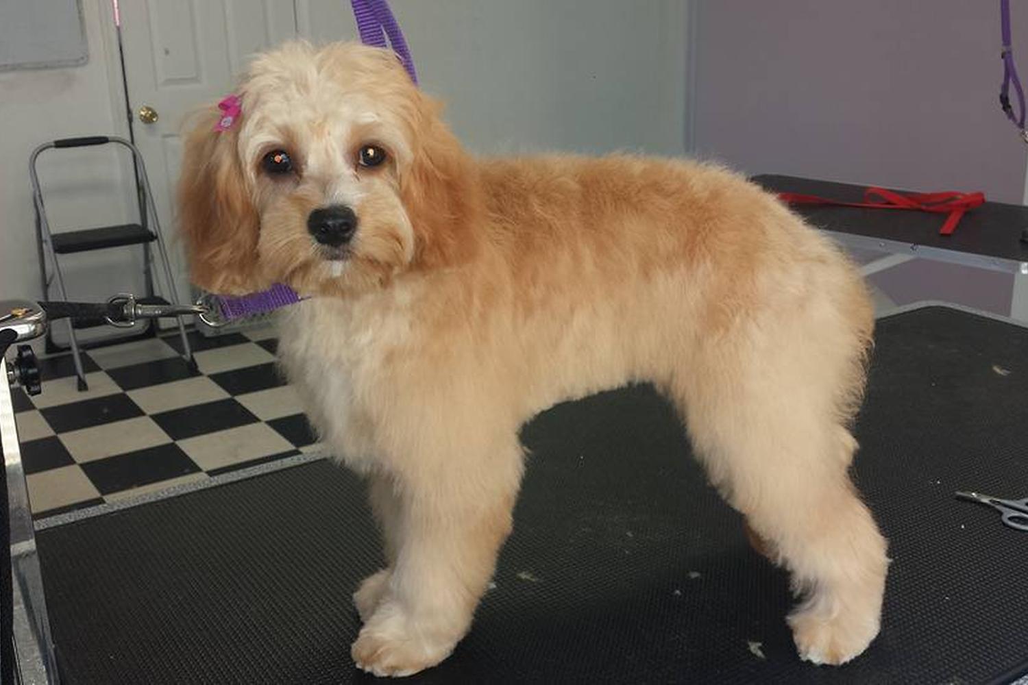 Countryside Pet Grooming 1