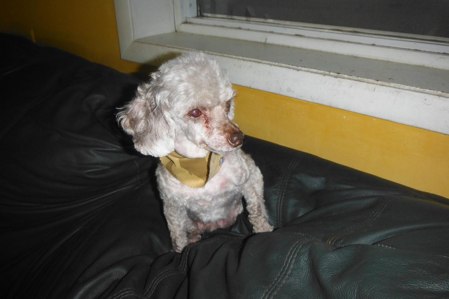 Sud-Z-Pet Grooming 0