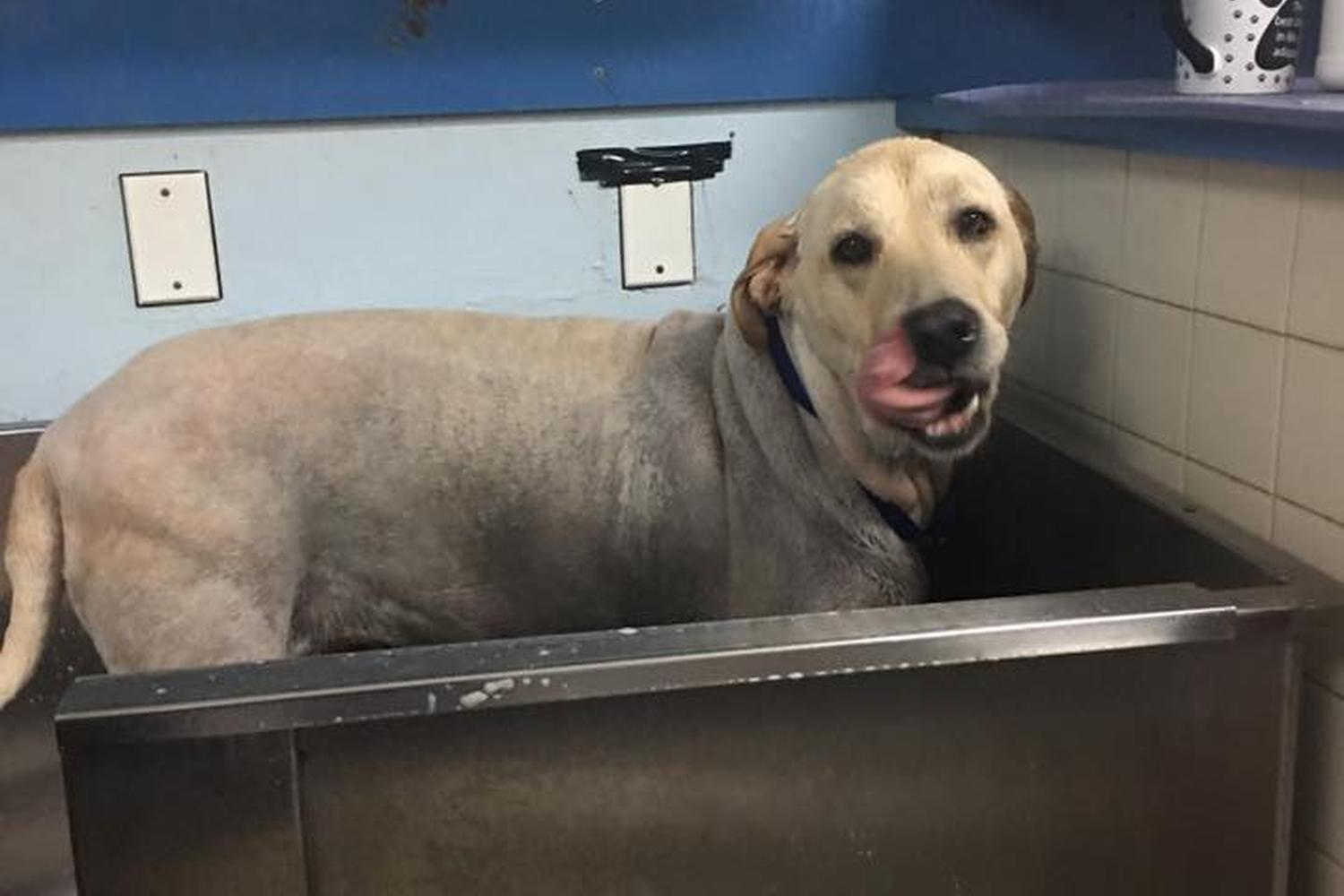 Precious Pet Grooming 7