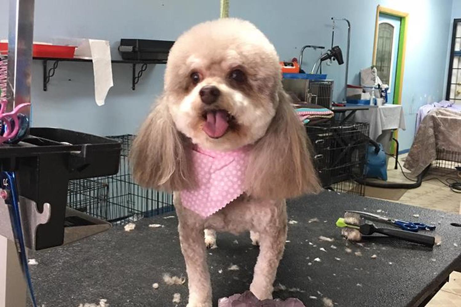 Precious Pet Grooming 1