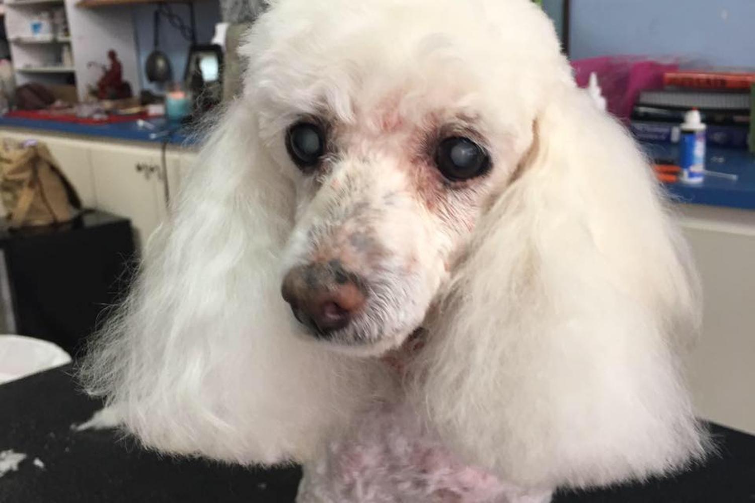 Precious Pet Grooming 0