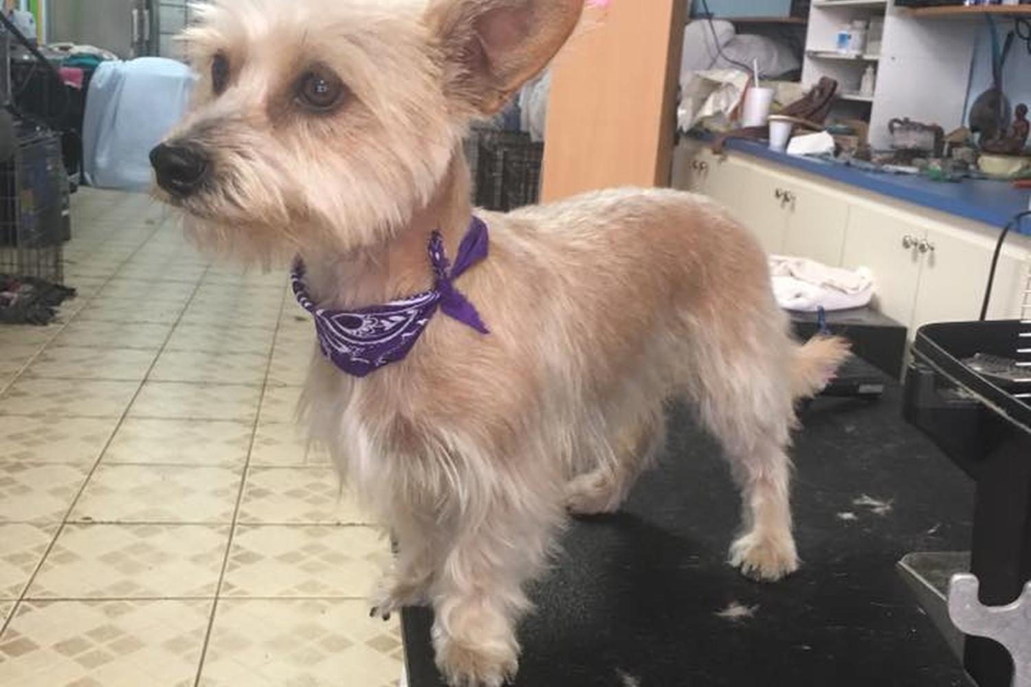 Precious Pet Grooming 2