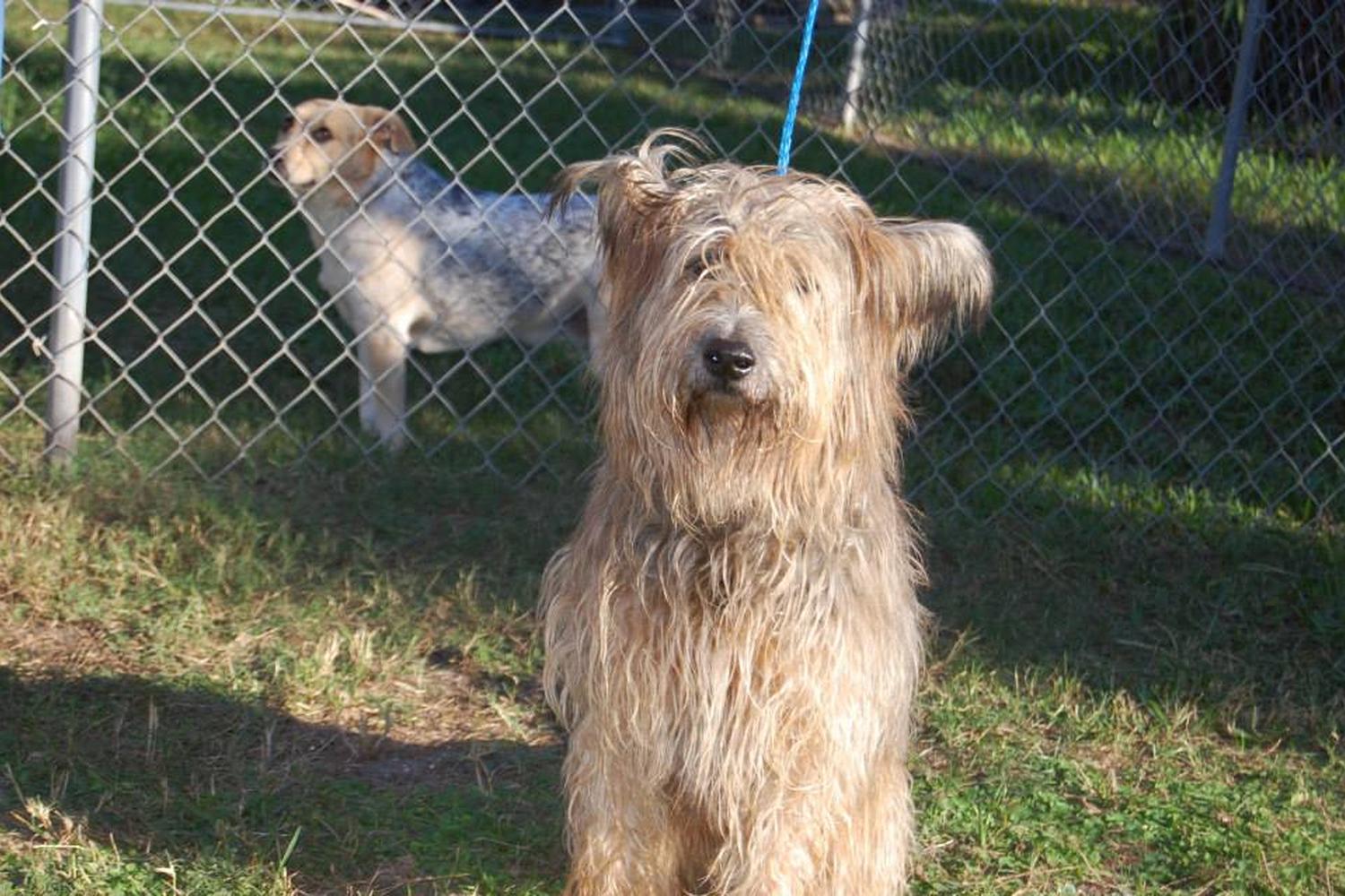 Cocoa Kennels 6
