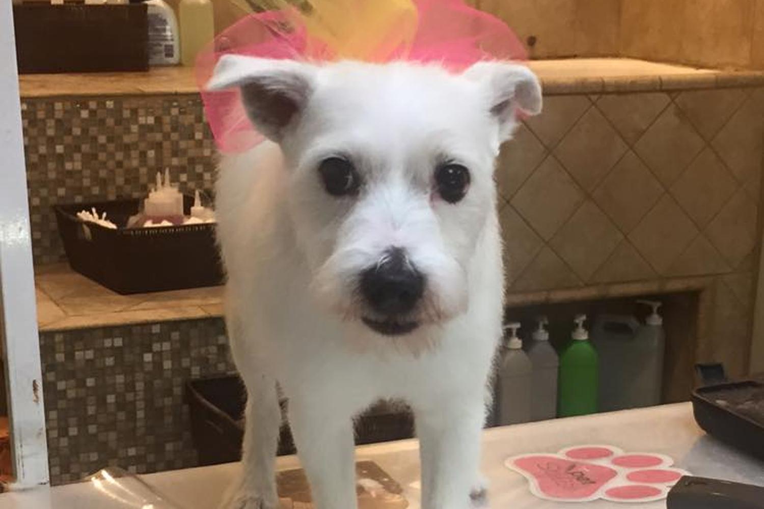 Pawsh Pet Salon & Spa 3