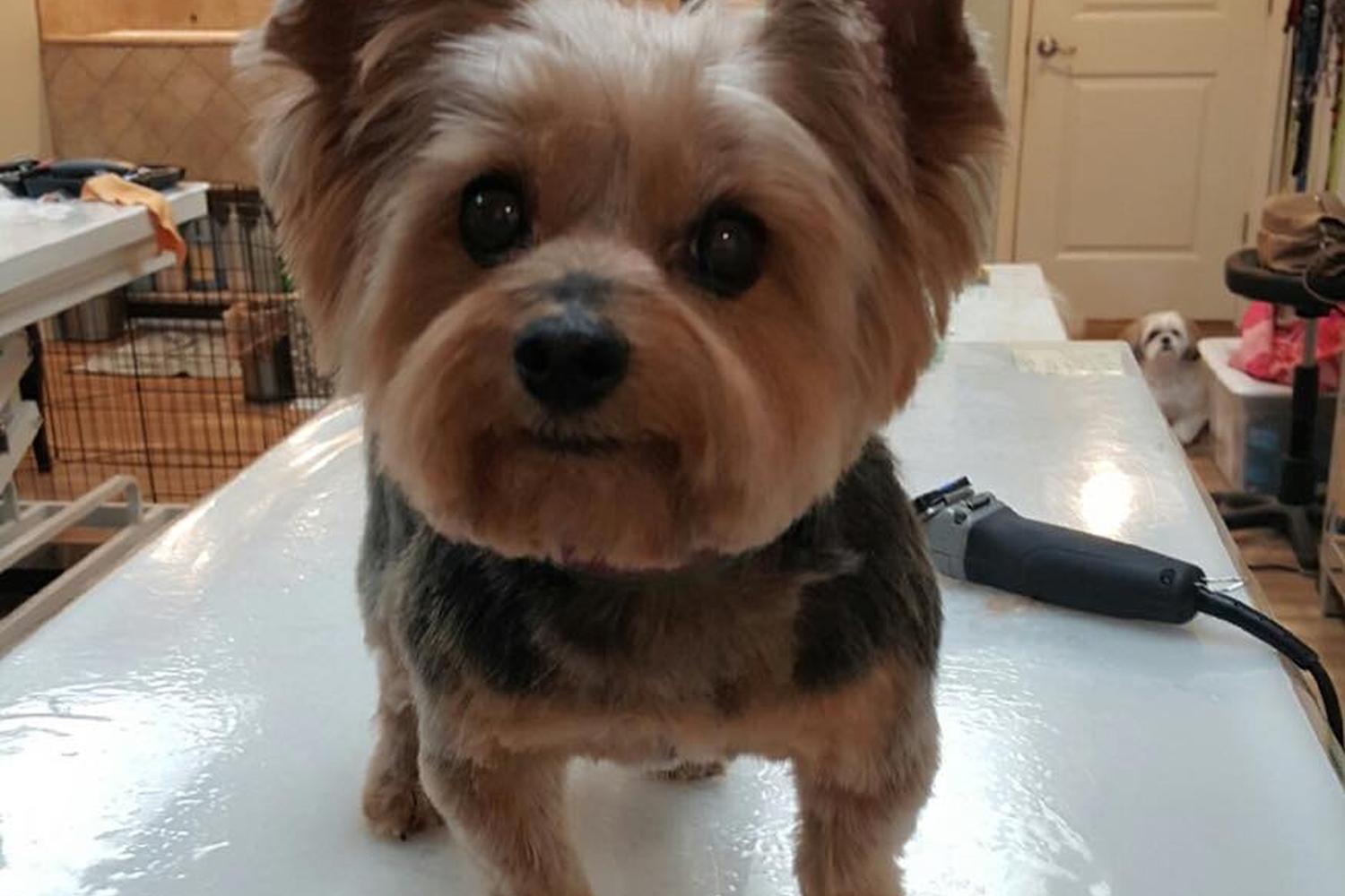 Pawsh Pet Salon & Spa 4