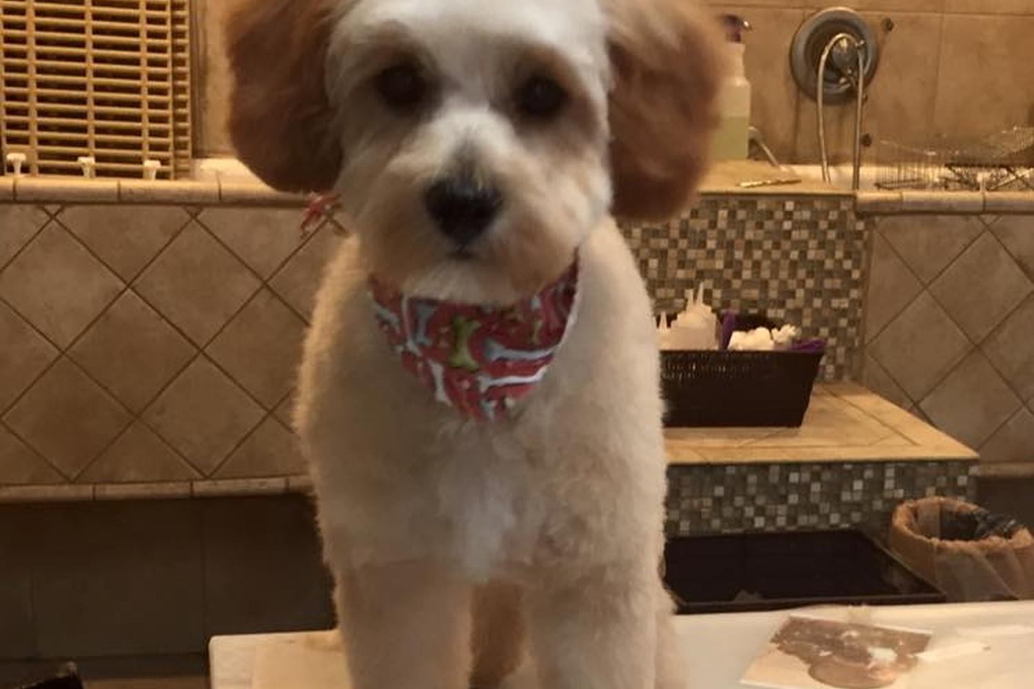 Pawsh Pet Salon & Spa 2