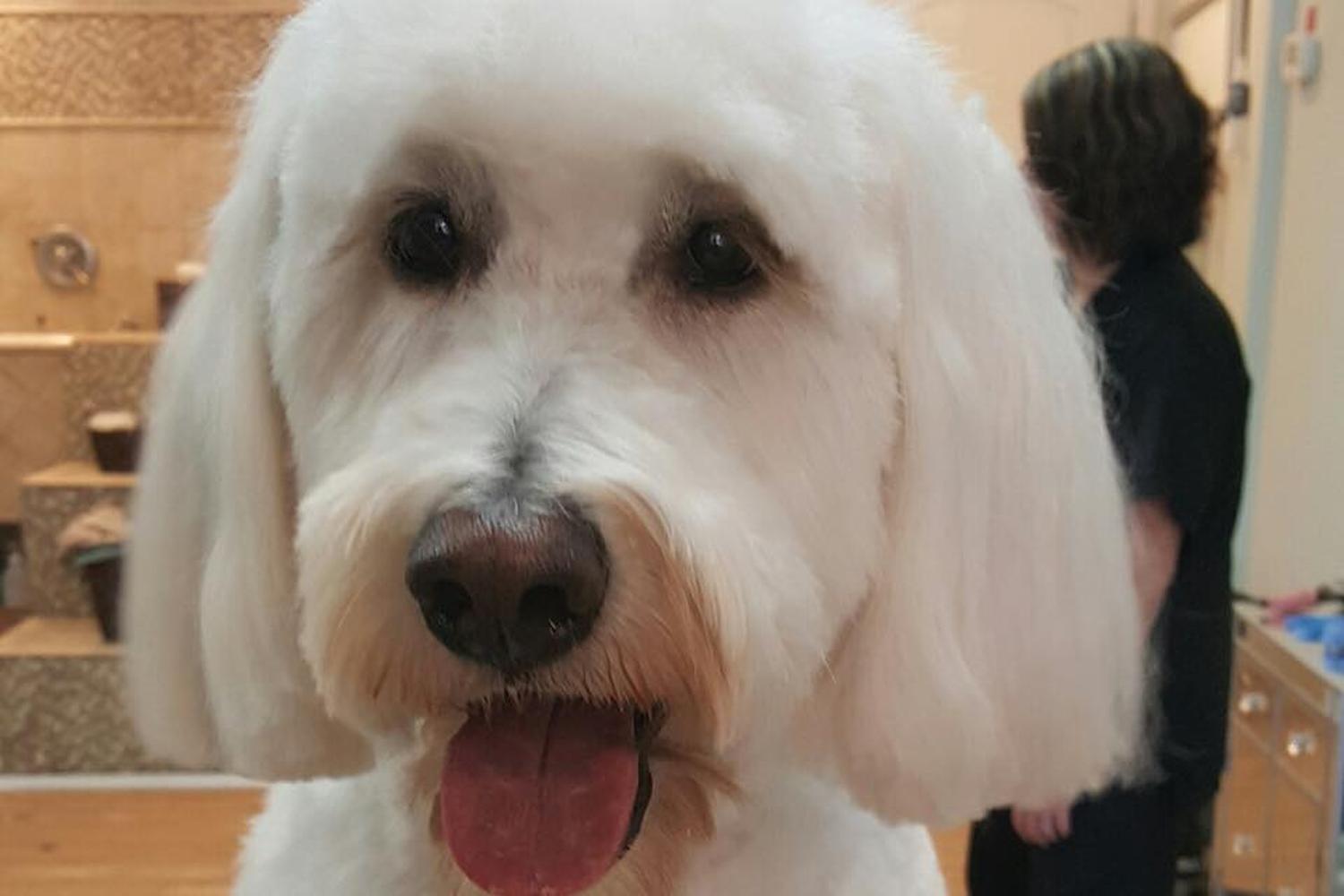 Pawsh Pet Salon & Spa 5