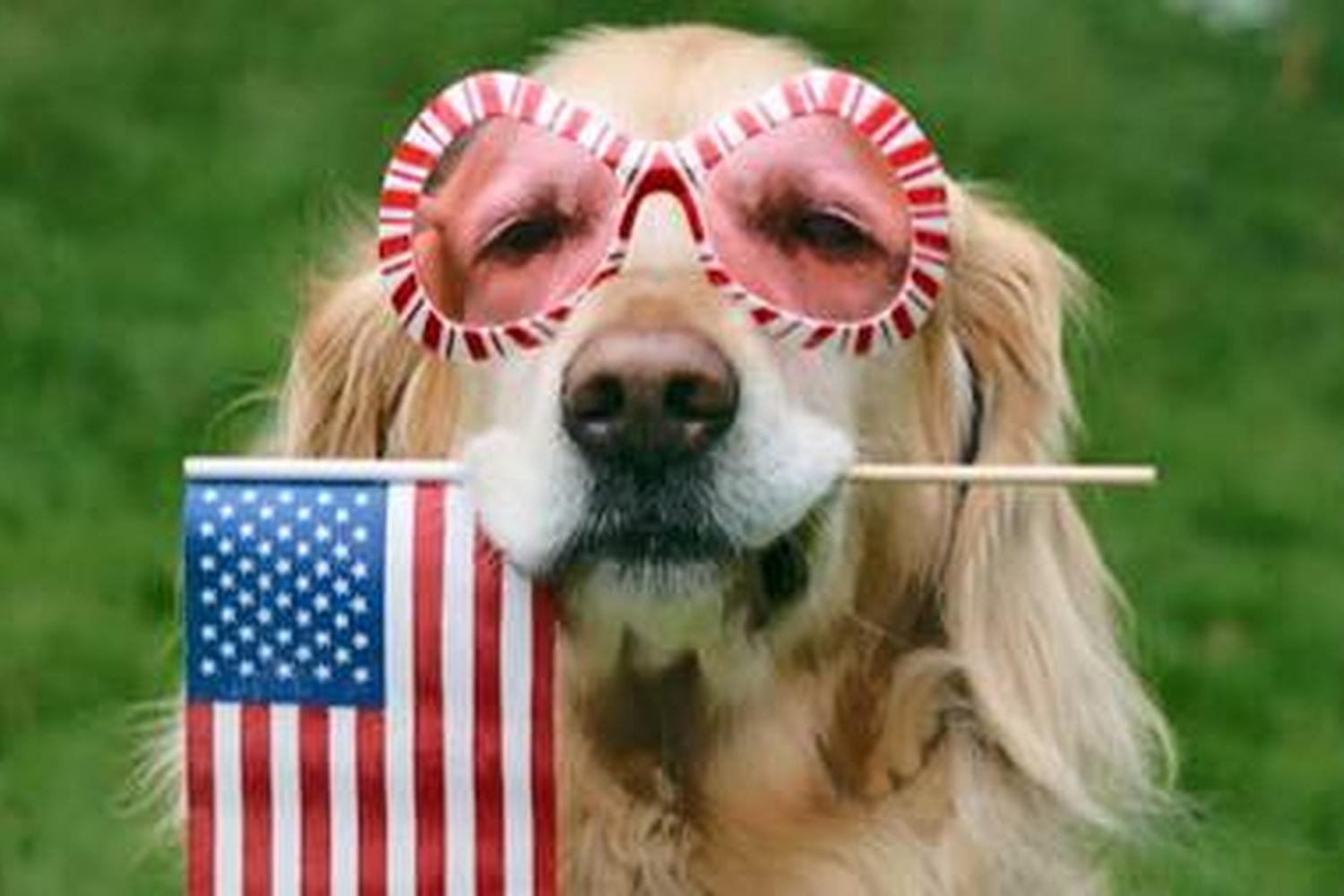 Pawsh Pet Salon & Spa 0