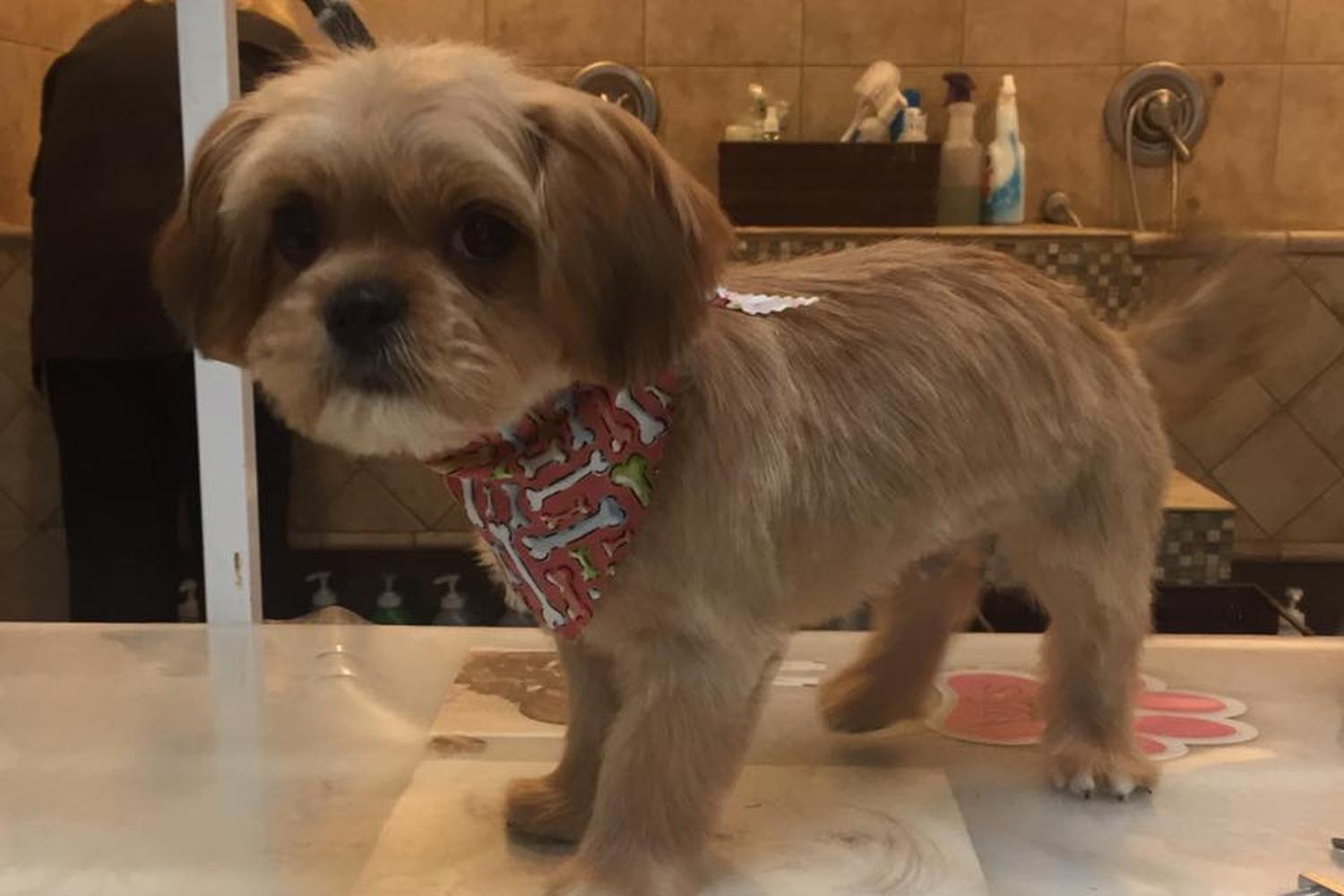 Pawsh Pet Salon & Spa 1