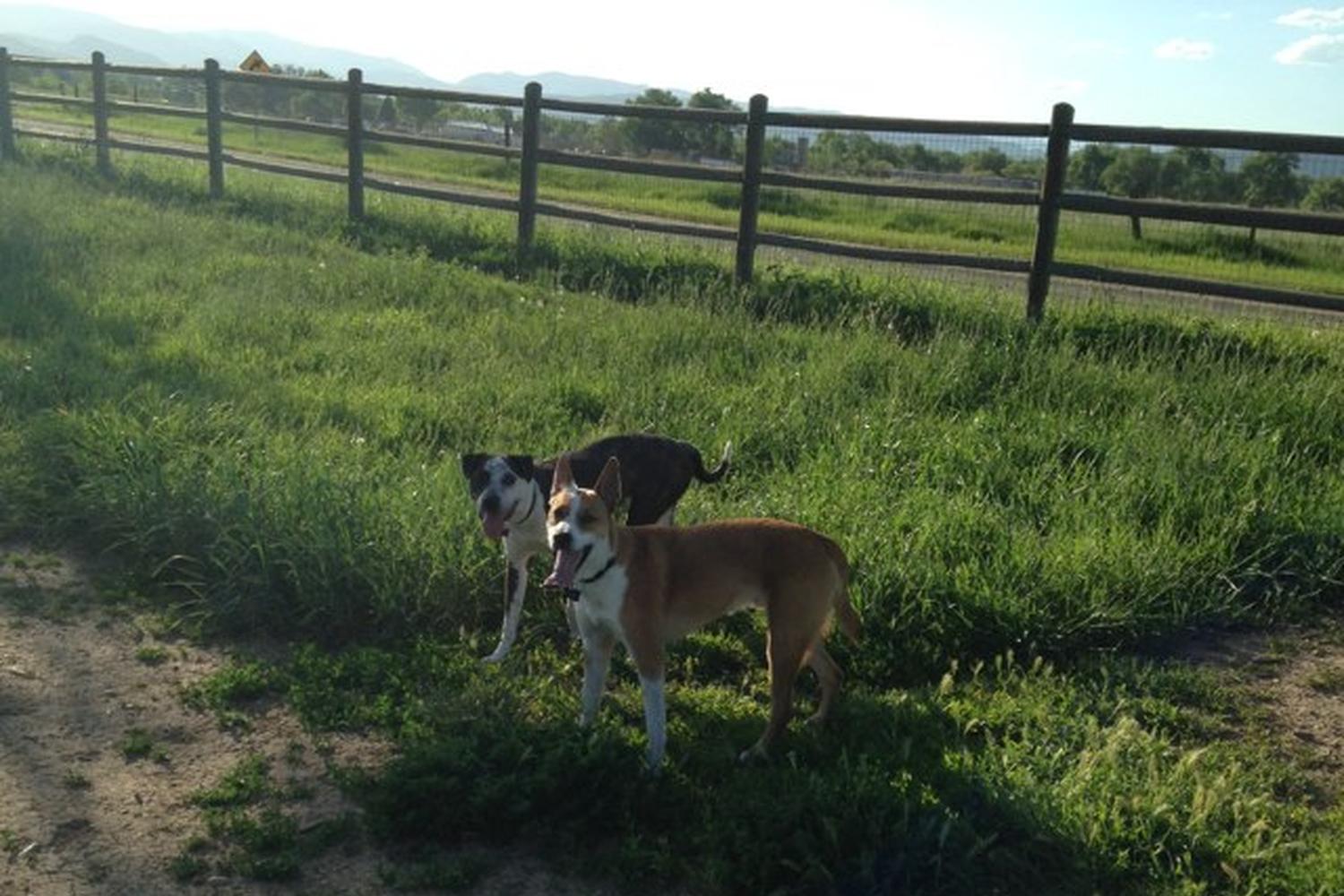 Airport Road Dog Park 3