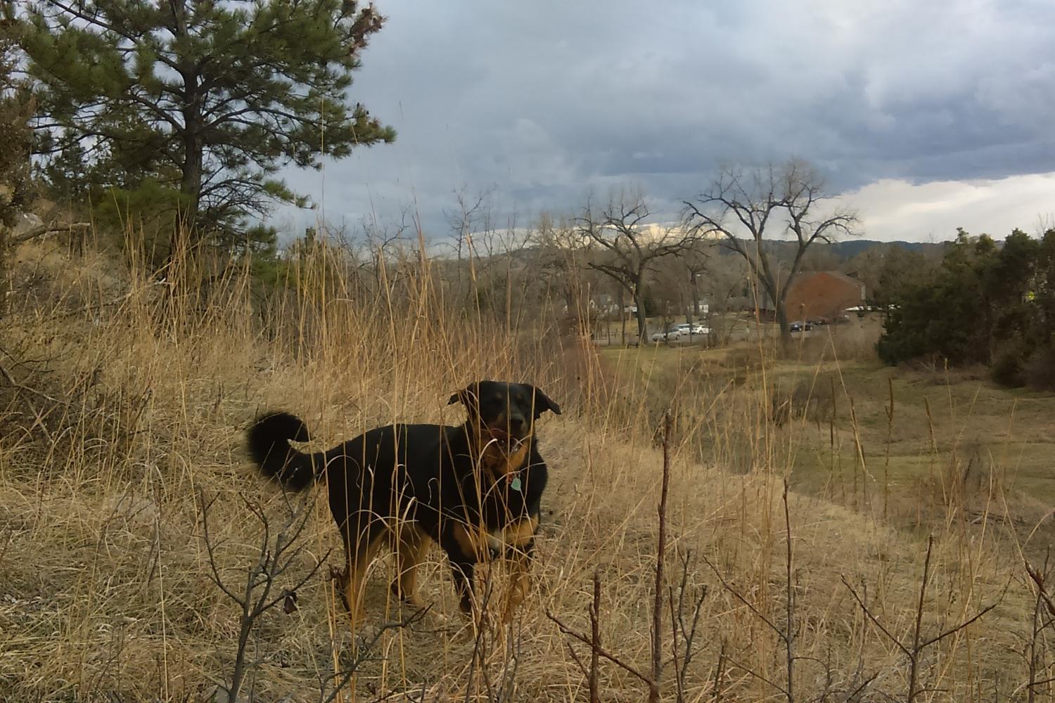 Wilderness Park 4