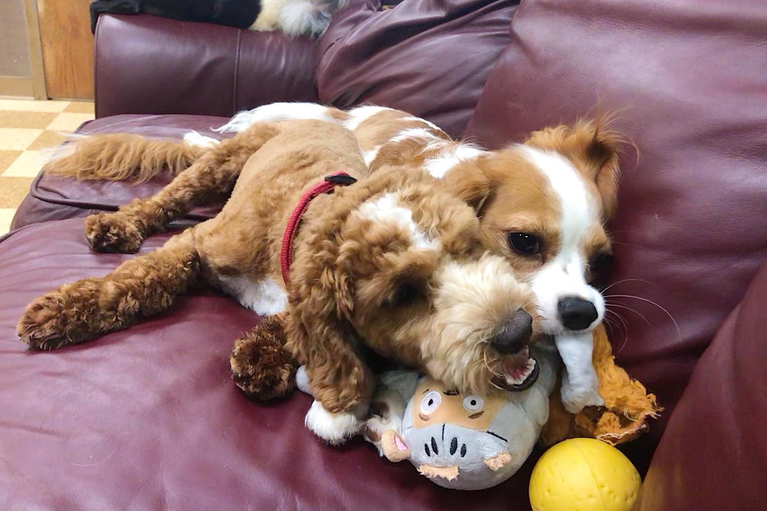 A Dog's Dream 5