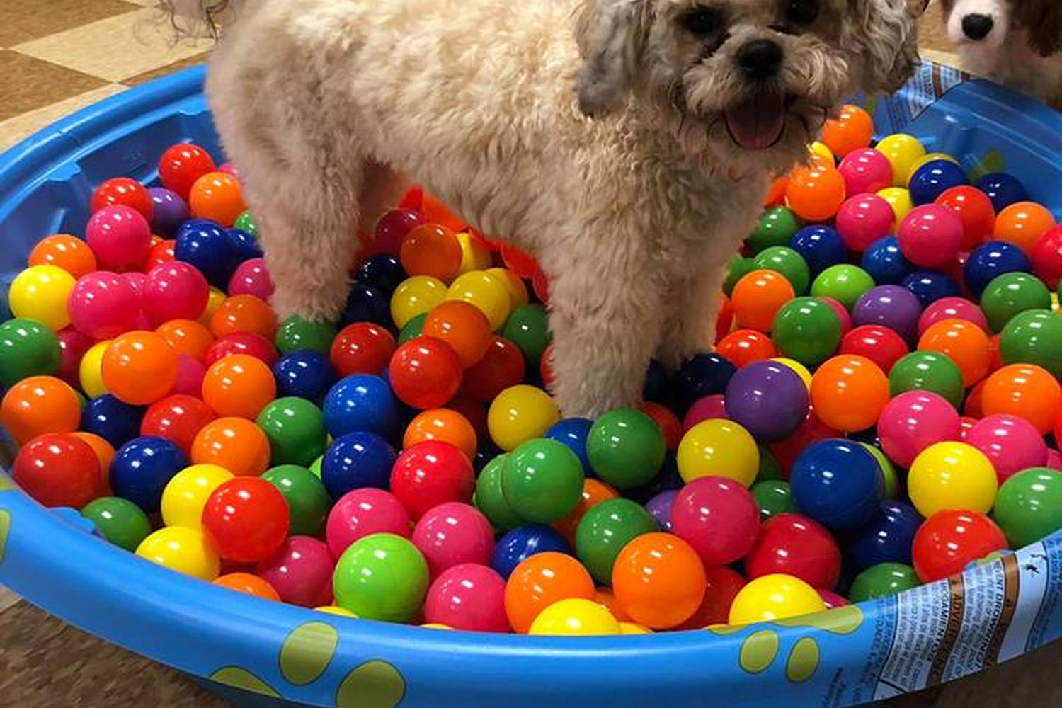 A Dog's Dream 3