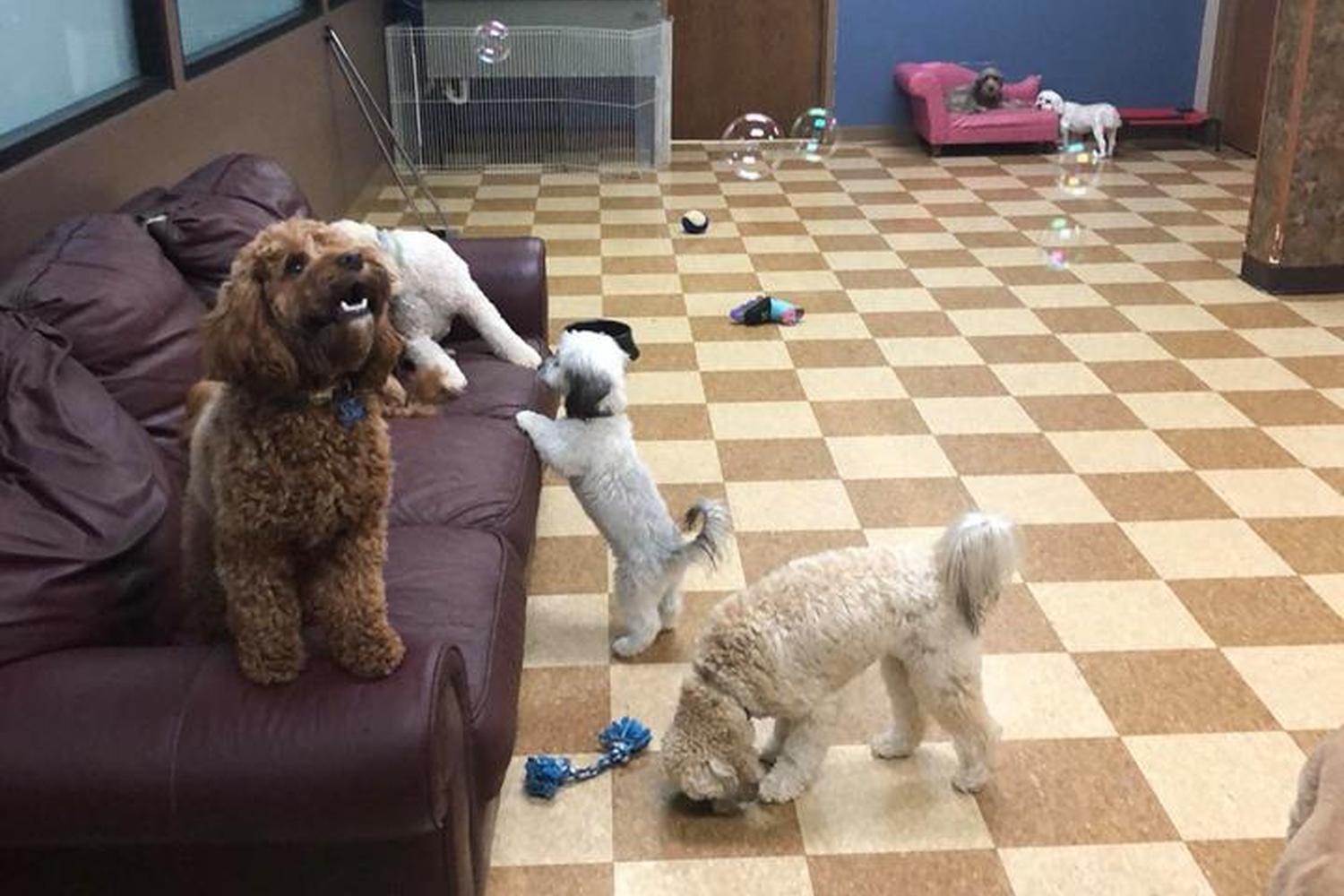 A Dog's Dream 0
