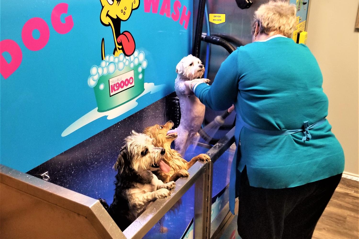 DIY Pet Wash 4