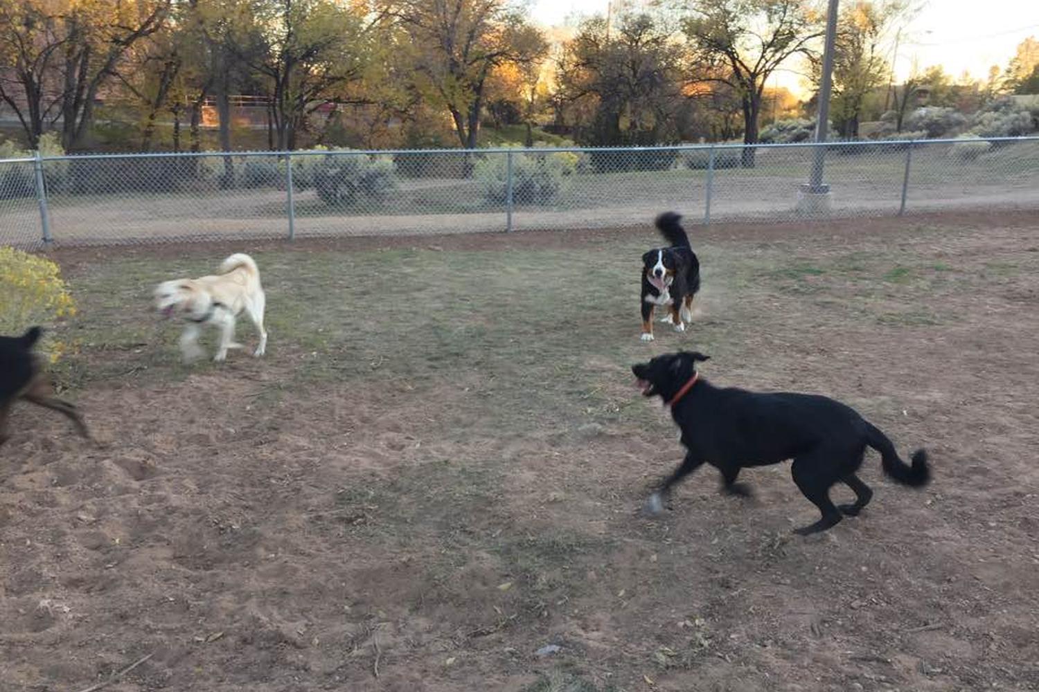 Fort Marcy Dog Park 5