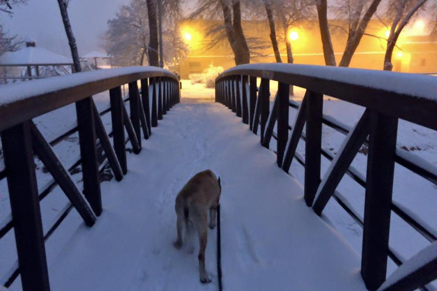 Fort Marcy Dog Park 3