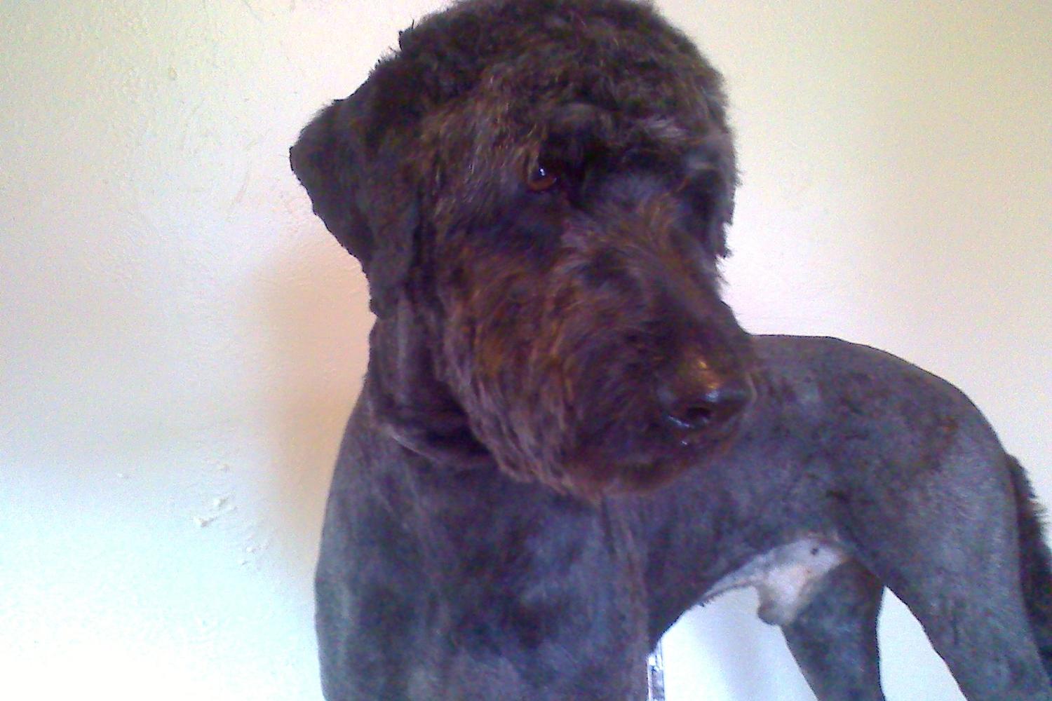 Zen Dog Grooming 0
