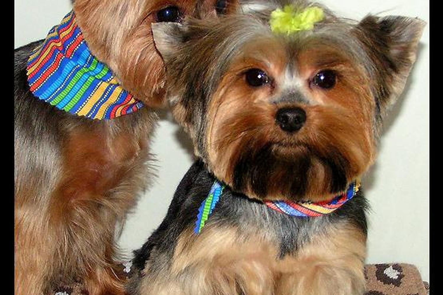 Salty Dog Grooming  0