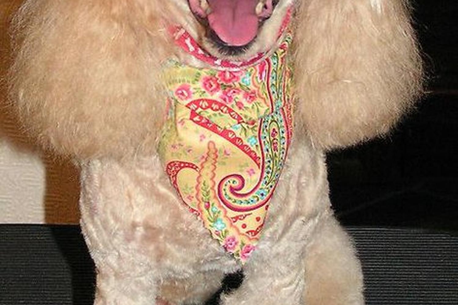 Salty Dog Grooming  1
