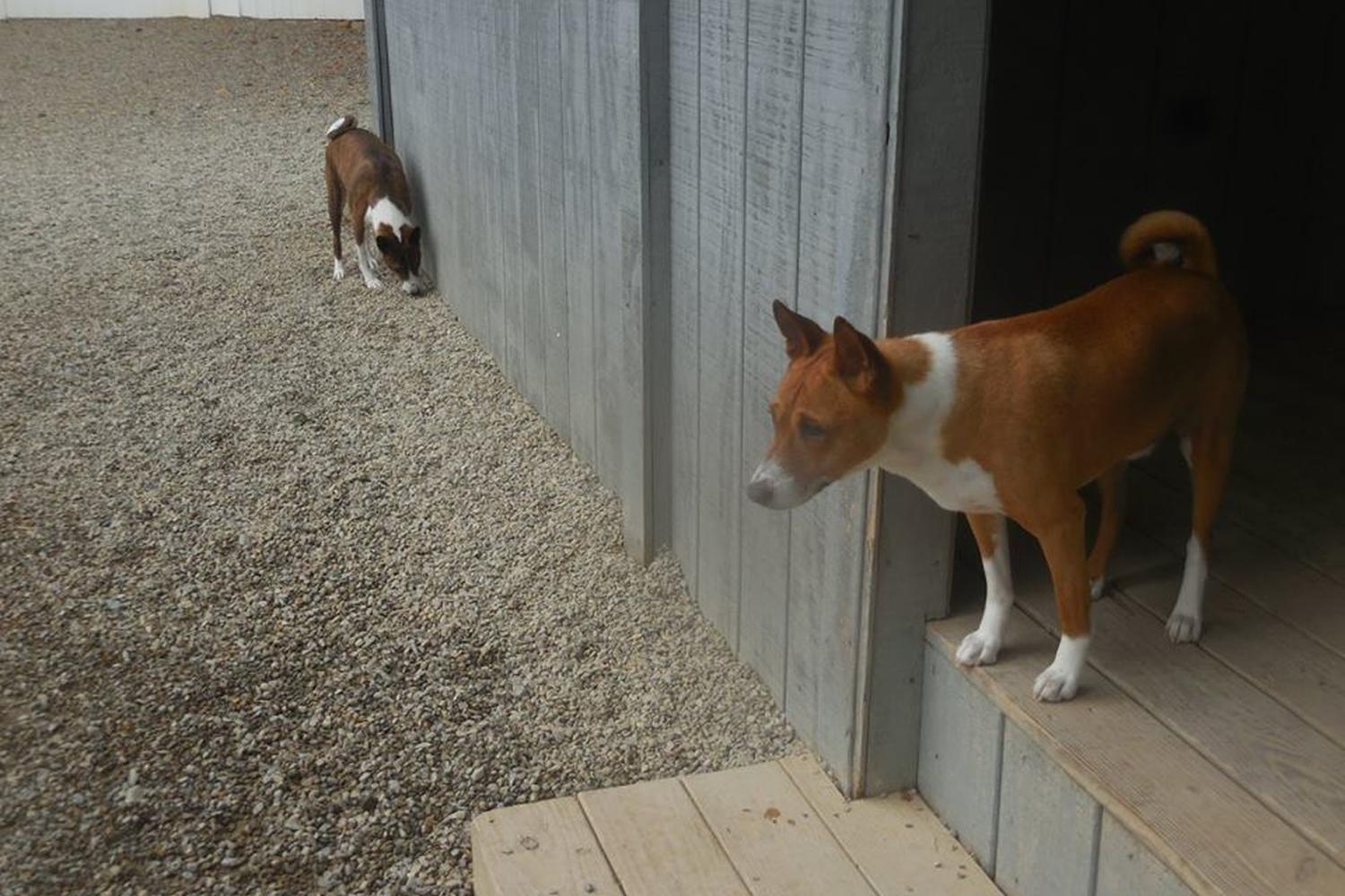 Janry Pet Resort 4