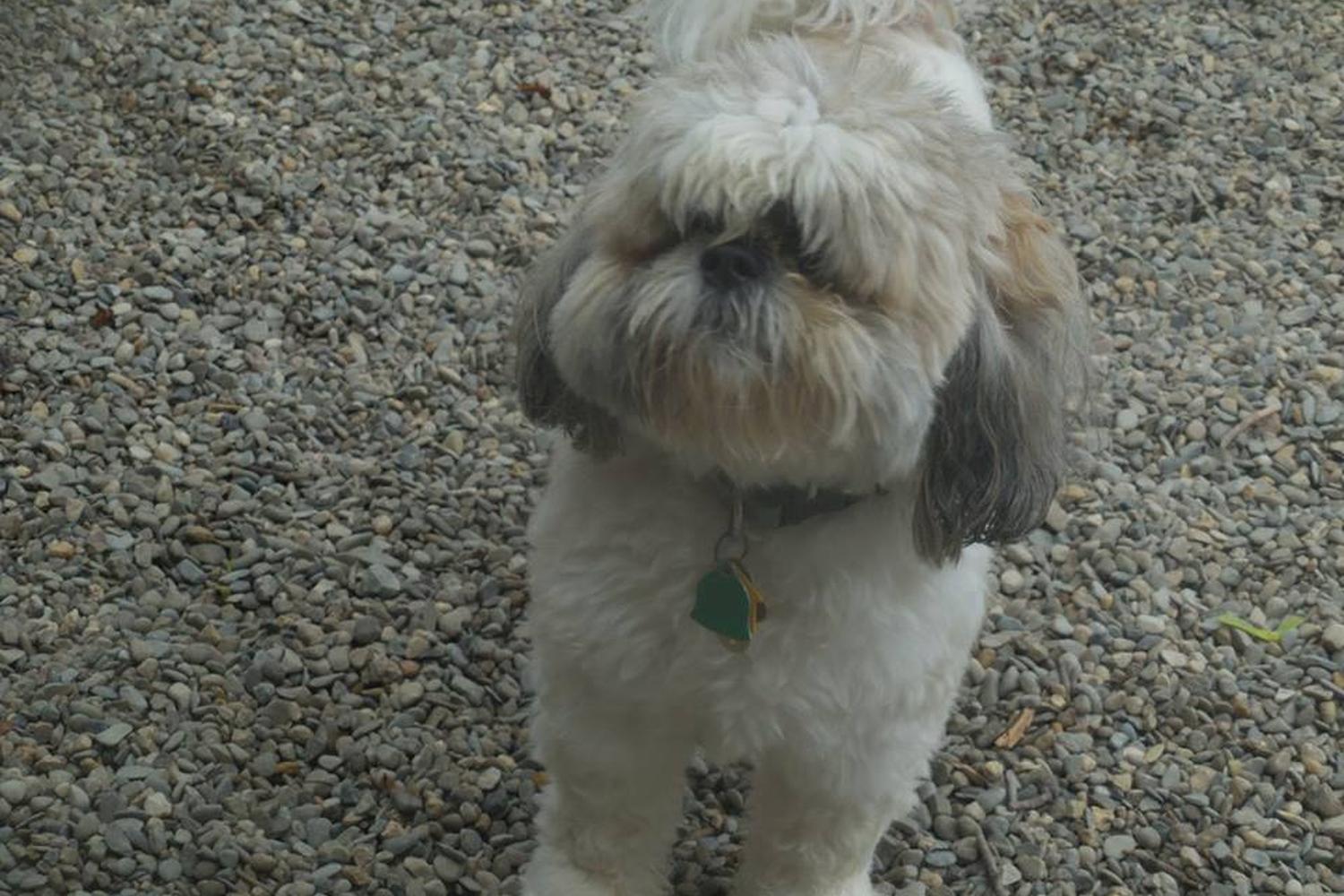Janry Pet Resort 2