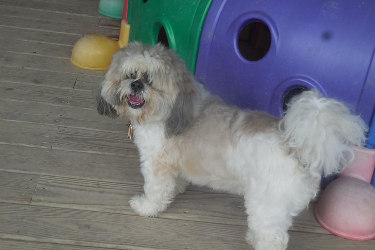 Janry Pet Resort 3