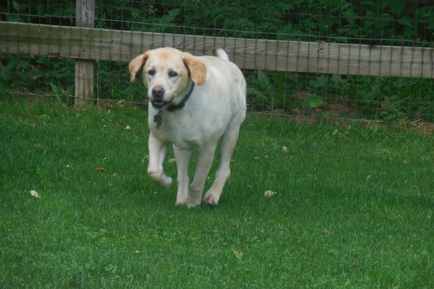 Janry Pet Resort 1