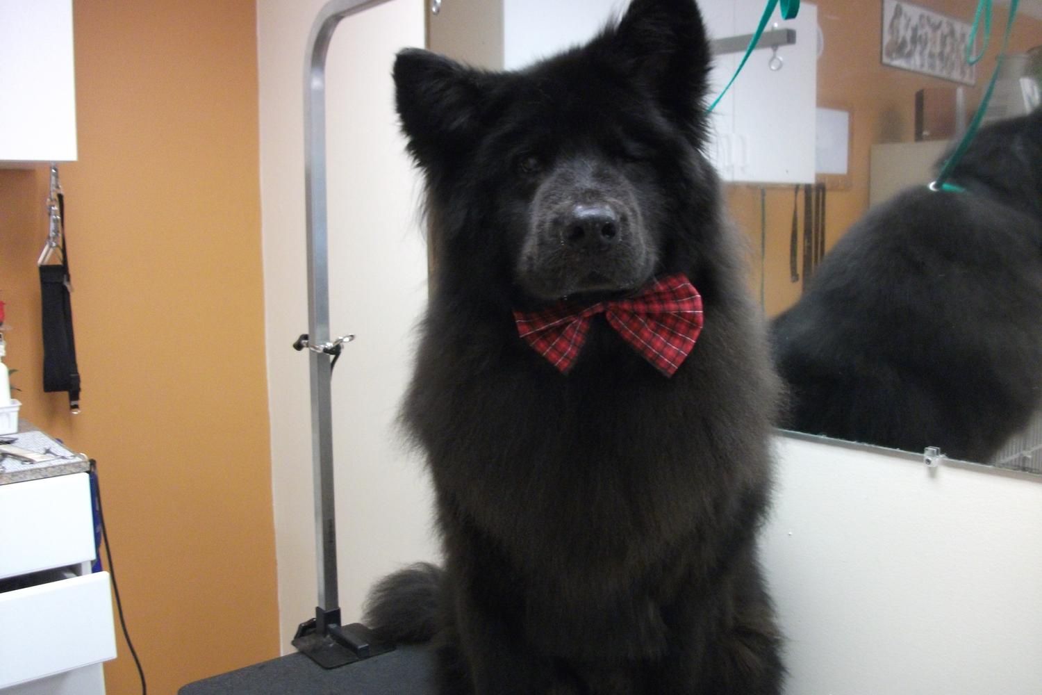 Foothills Pet Salon 6