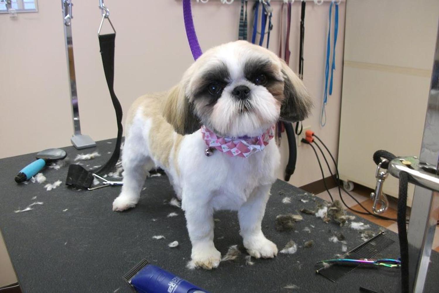 Foothills Pet Salon 4