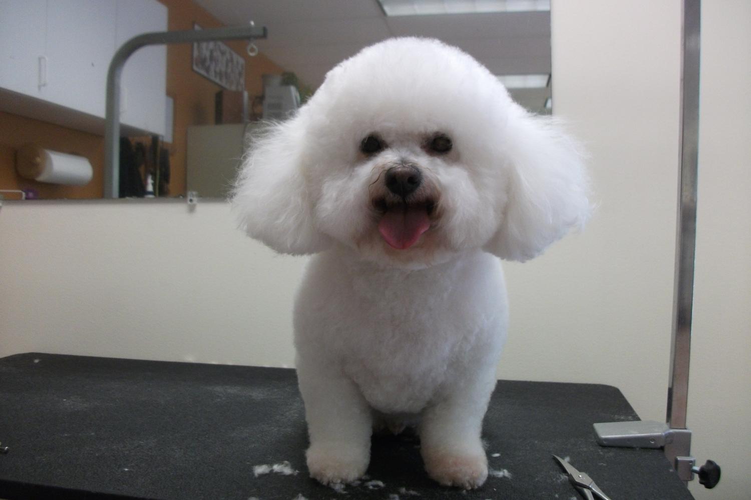 Foothills Pet Salon 5