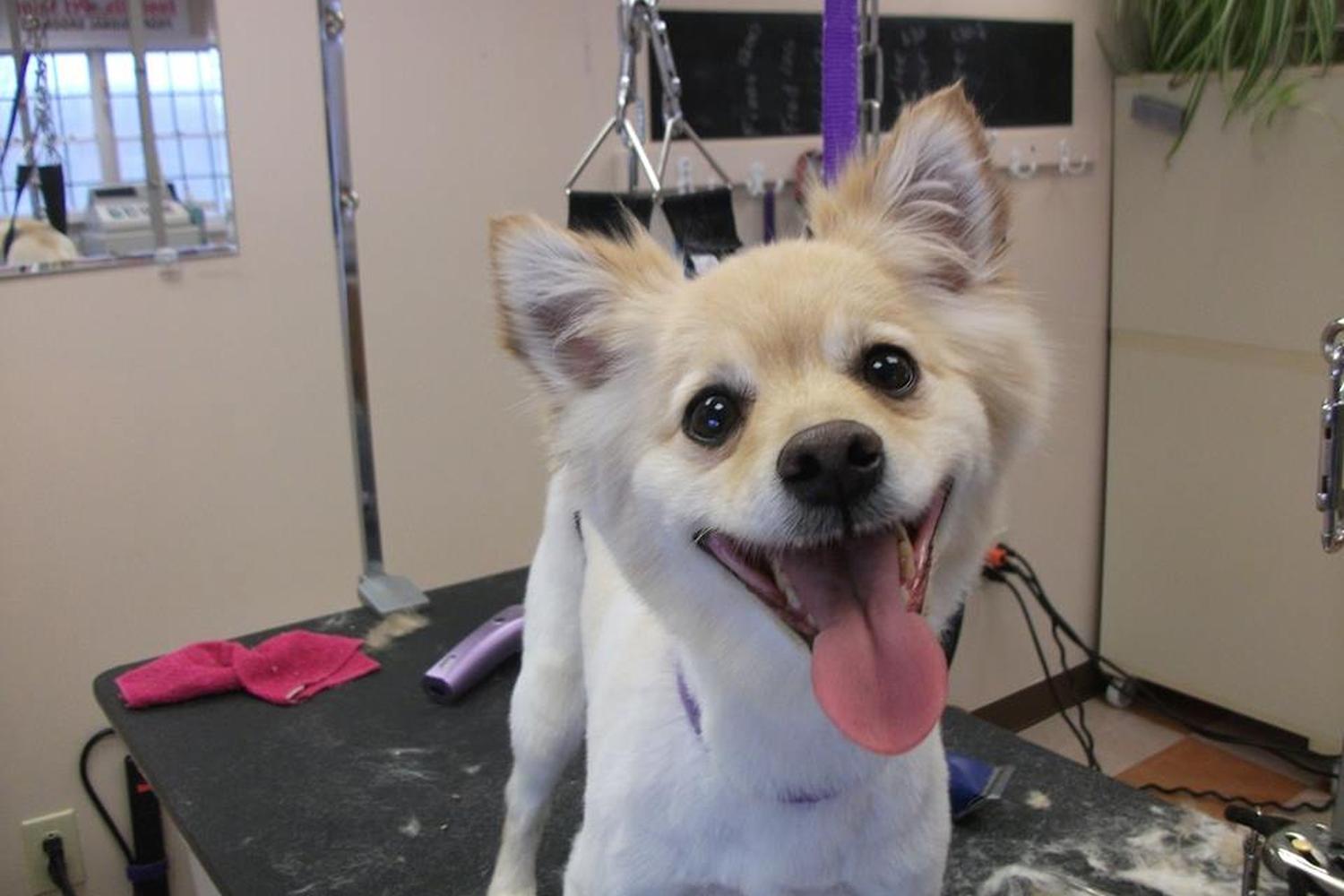 Foothills Pet Salon 1