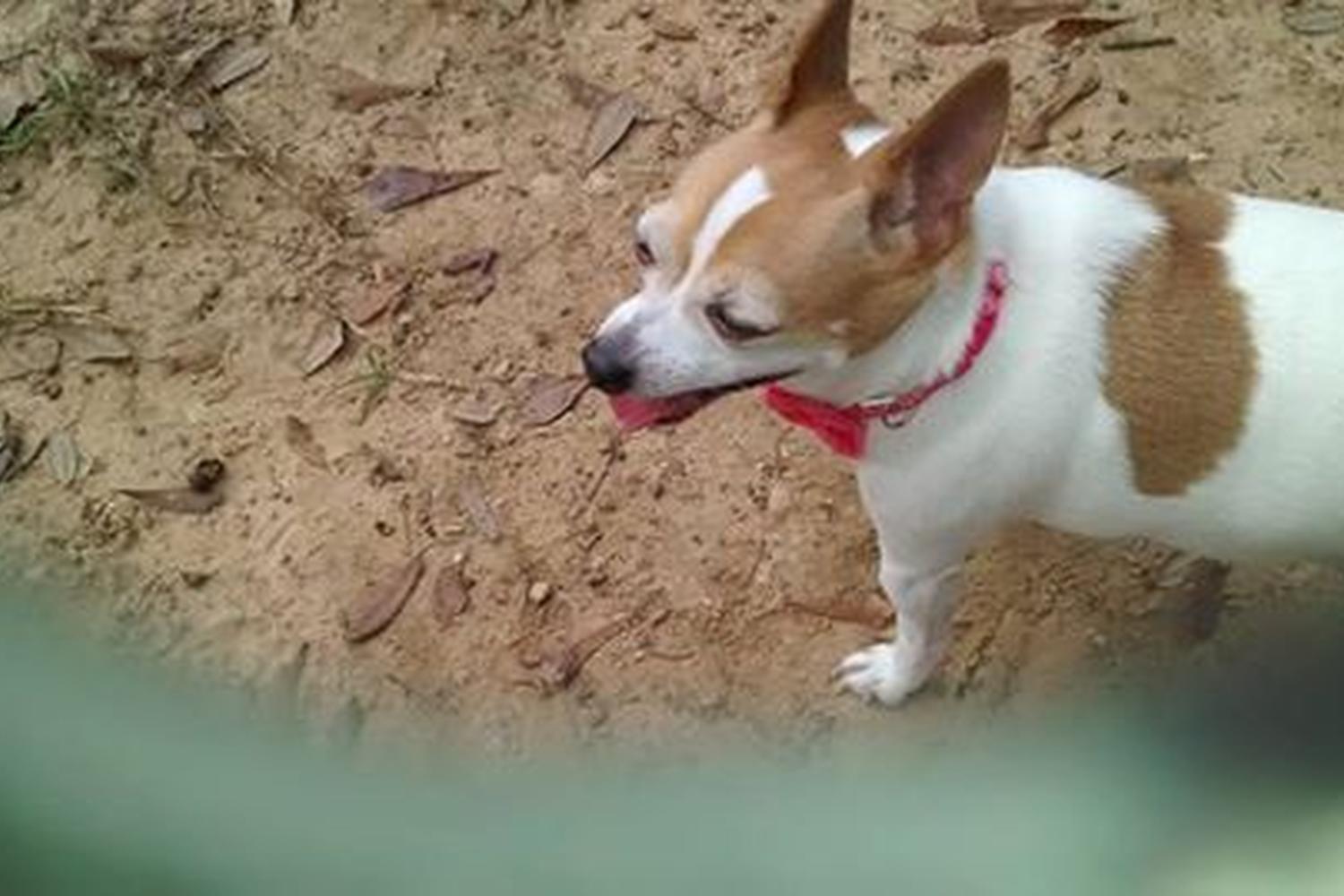 Fairhope Dog Park 6