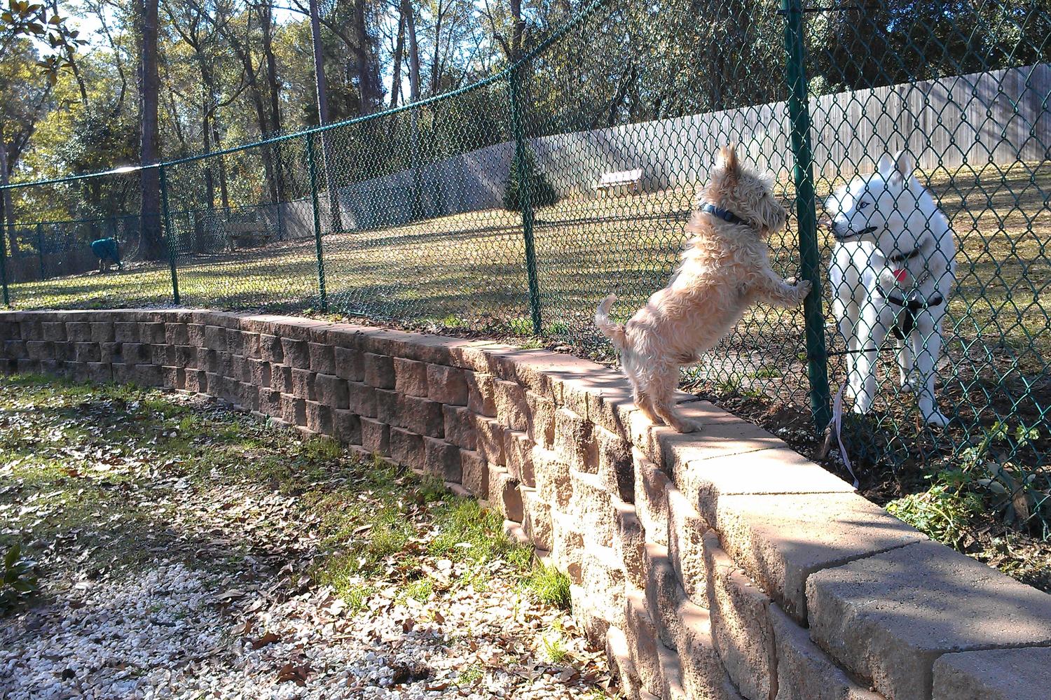 Fairhope Dog Park 7